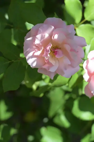 Beautiful Blooming Roses Growing Garden — Foto Stock