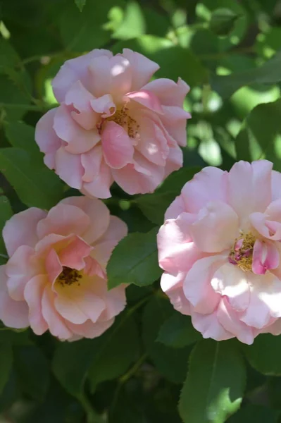 Mooie Bloeiende Rozen Groeien Tuin — Stockfoto