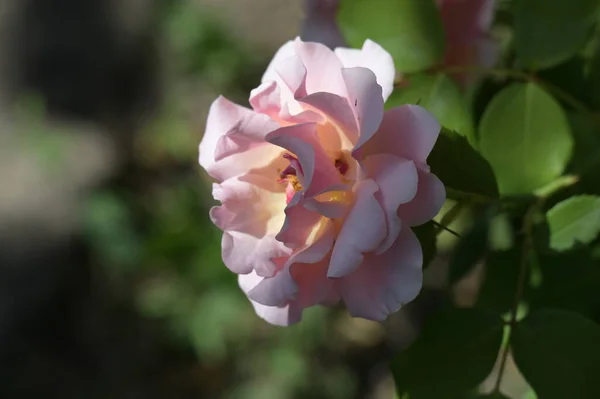 Hermosa Rosa Floreciente Creciendo Jardín — Foto de Stock