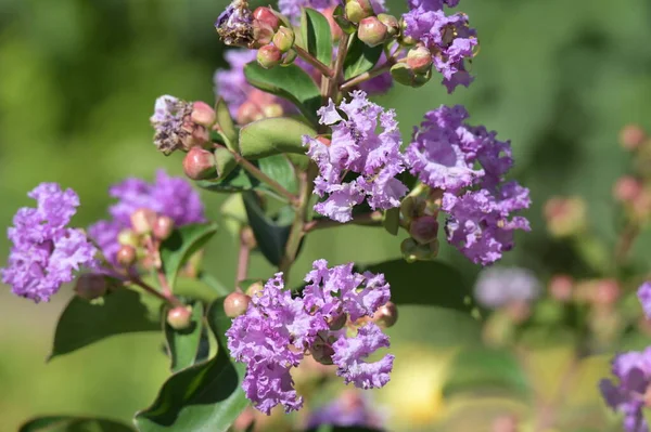 美丽的紫色花朵 夏天的概念 — 图库照片