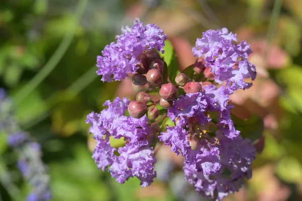 Primer Plano Hermosas Flores Púrpuras Concepto Verano —  Fotos de Stock