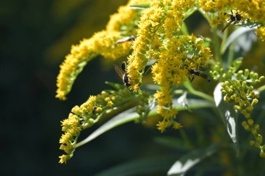 Güzel sarı çiçeklere yakın, yaz konsepti.