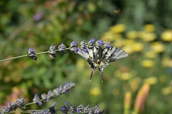 Close View Beautiful Butterfly Sitting Blooming Flowers — 스톡 사진