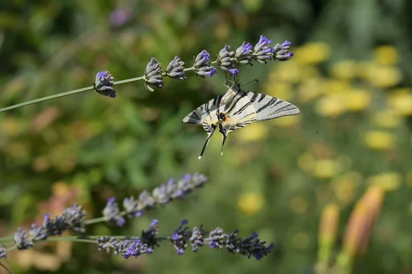 아름다운 나비를 가까이 — 스톡 사진