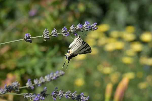 아름다운 나비를 가까이 — 스톡 사진