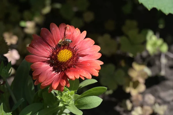 Mooie Rode Bloemen Groeien Tuin — Stockfoto