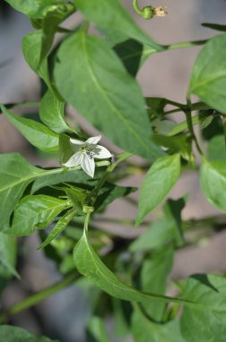 Bahçede büyüyen güzel beyaz çiçekler