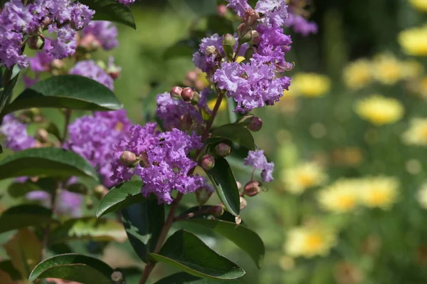 Close Beautiful Purple Flowers Summer Concept — Zdjęcie stockowe