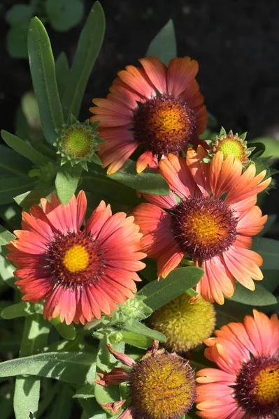 Red Flowers Growing Summer Garden — Fotografia de Stock