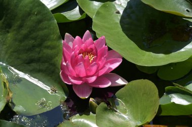 Gölette güzel pembe nilüfer çiçeği, yakın görüş.