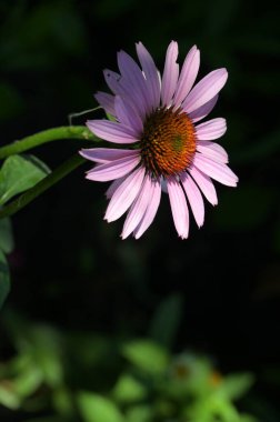 Güzel pembe çiçeklere yakın, yaz konsepti.