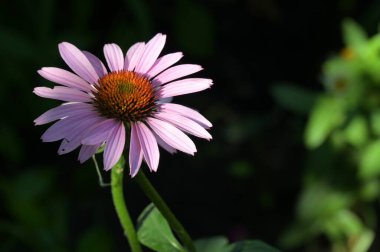 Güzel pembe çiçeklere yakın, yaz konsepti.