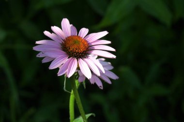 Güzel pembe çiçeklere yakın, yaz konsepti.
