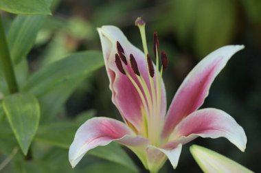 güzel zambak çiçekleri, çiçek konsepti imajı