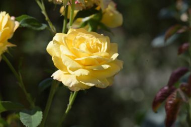 Güzel sarı çiçeklere yakın, yaz konsepti.