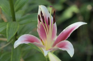 güzel zambak çiçekleri, çiçek konsepti imajı