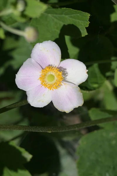 Schöne Weiße Blumen Die Garten Wachsen — Stockfoto