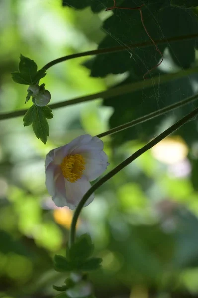 Hermosas Flores Blancas Que Crecen Jardín —  Fotos de Stock