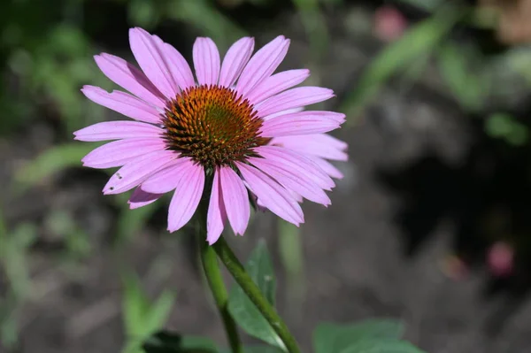 Close Smukke Lyserøde Blomster Sommer Koncept - Stock-foto