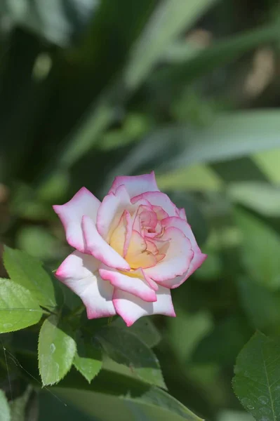 Belas Rosas Macias Crescendo Jardim — Fotografia de Stock