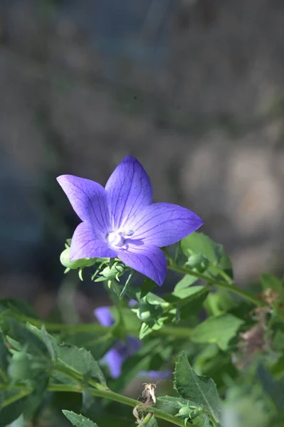 Close Beautiful Purple Flowers Summer Concept — Stock Fotó