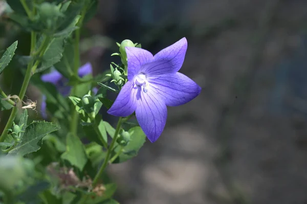 Close Beautiful Purple Flowers Summer Concept — 图库照片