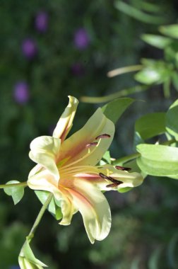 güzel zambak çiçekleri, çiçek konsepti imajı