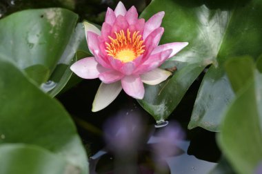 Gölette güzel pembe nilüfer çiçeği, yakın görüş.