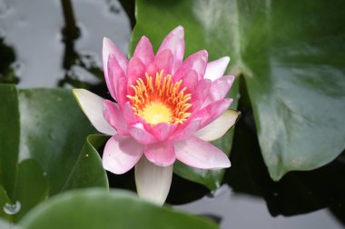 Gölette güzel pembe nilüfer çiçeği, yakın görüş.