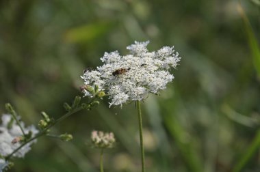 Bahçede büyüyen güzel beyaz çiçekler