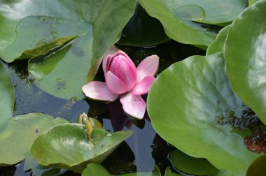 Gölette güzel pembe nilüfer çiçeği, yakın görüş.