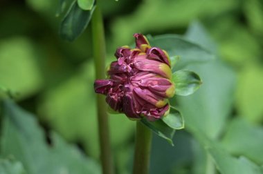 Güzel mor çiçeklere yakın, yaz konsepti.