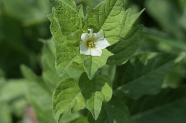 Bahçede büyüyen güzel beyaz çiçekler