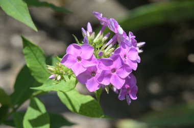 Güzel pembe çiçeklere yakın, yaz konsepti.