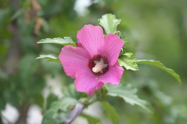 Primer Plano Hermosas Flores Rosadas Concepto Verano — Foto de Stock