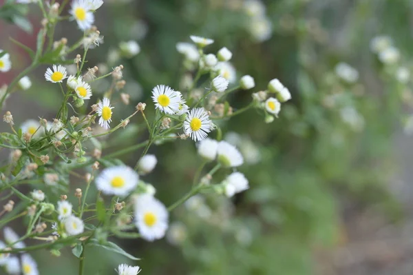 Schöne Weiße Blumen Die Garten Wachsen — Stockfoto