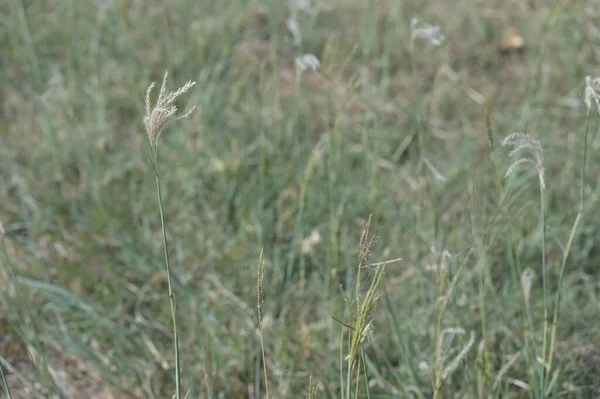 Zelená Tráva Poli — Stock fotografie