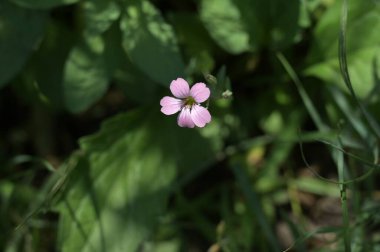 Güzel pembe çiçeklere yakın, yaz konsepti.