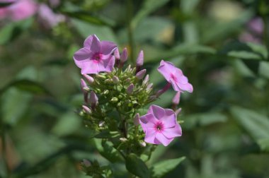 Güzel pembe çiçeklere yakın, yaz konsepti.