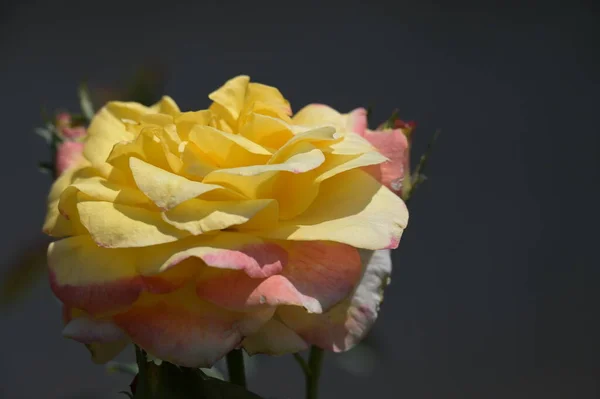 Κοντινό Πλάνο Όμορφων Κίτρινων Λουλουδιών Καλοκαιρινή Ιδέα — Φωτογραφία Αρχείου
