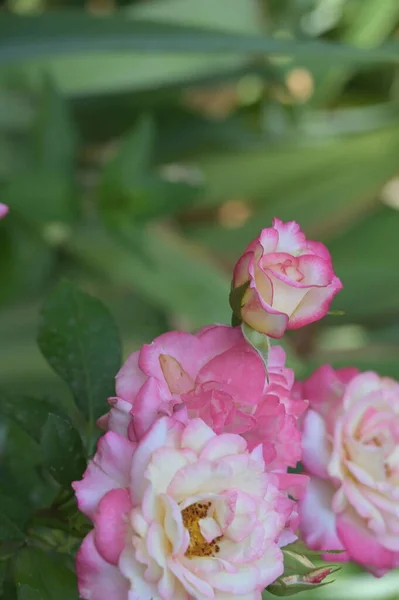 Beautiful Pink Flowers Garden Summer Concept — Stok fotoğraf