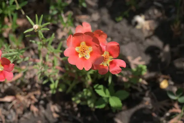 Flores Rojas Creciendo Jardín Verano —  Fotos de Stock