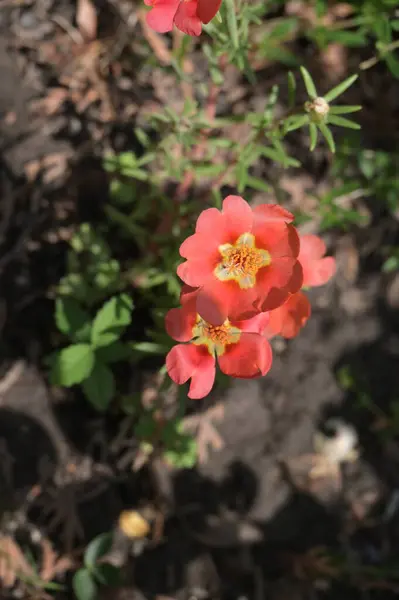 Fiori Rossi Che Crescono Nel Giardino Estivo — Foto Stock