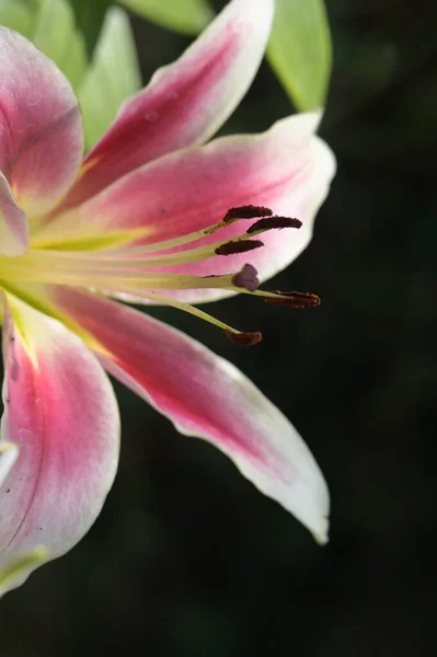 Beautiful Lily Flowers Floral Concept Image — Stock Photo, Image