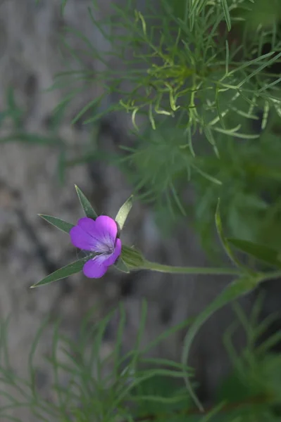 Primo Piano Bei Fiori Rosa Concetto Estivo — Foto Stock