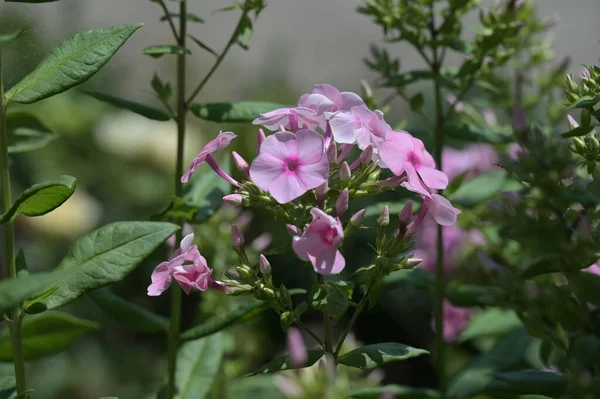 Primer Plano Hermosas Flores Rosadas Concepto Verano — Foto de Stock