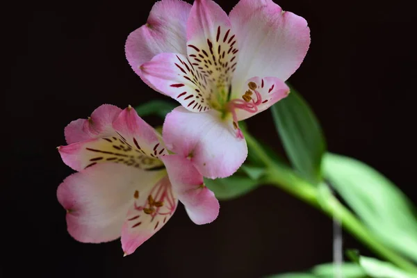 Bellissimi Fiori Giglio Immagine Concetto Floreale — Foto Stock