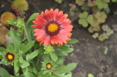 Yaz bahçesinde yetişen kırmızı çiçekler.