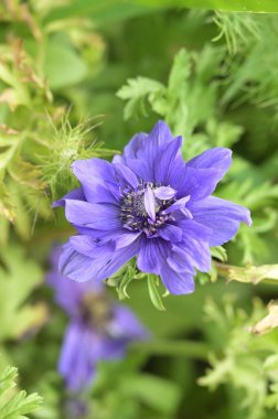Güzel mor çiçeklere yakın, yaz konsepti.
