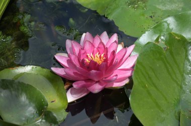 Gölette güzel pembe nilüfer çiçeği, yakın görüş.